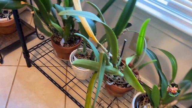 More What's in Bud or Bloom/Grow Spaces Shared/Dec. 2023 смотреть онлайн