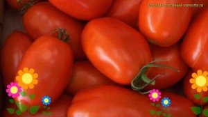 Томат обыкновенный Ракета. Краткий обзор, описание характеристик solanum lycopersicum Raketa