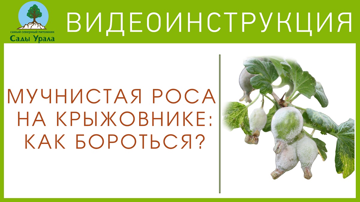 Как лечить крыжовник от мучнистой росы? смотреть онлайн