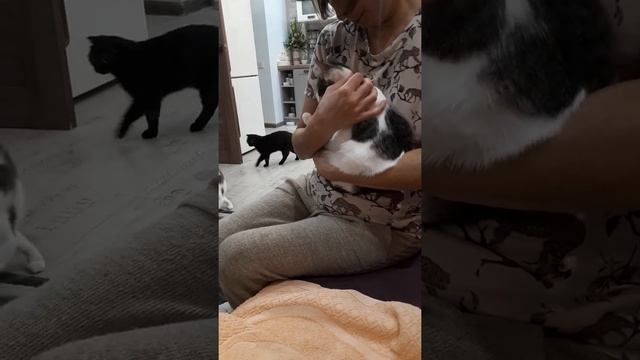 Бело-серая кошка Чика сидит на руках. Кошка ластится к человеку смотреть онлайн