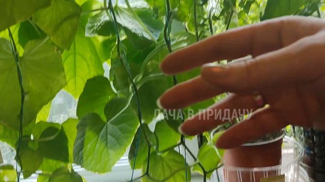 Обзор Огорода на Балконе 2022, Часть2. Урожайный Способ Выращивания Огурцов в Городской Квартире. смотреть онлайн