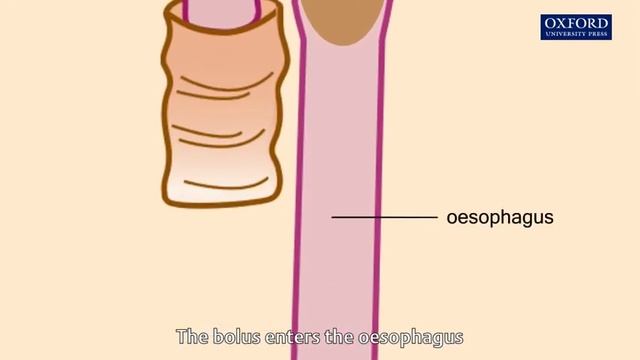 swallowing & peristalsis смотреть онлайн