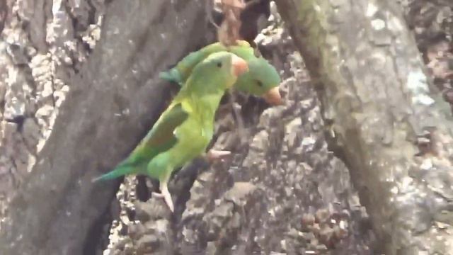 Попугайчики /Местные воробьи/ Pericas de Panamá 🐦 смотреть онлайн