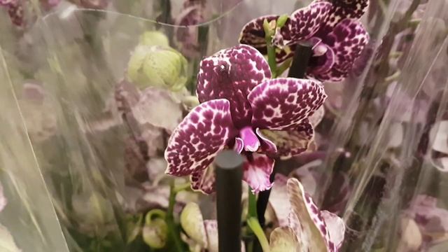 Гринвилль:сингониум Альбо вариегата, ред эрроу, сильвер...алоказия dragon skail, каламондин, фикус, смотреть онлайн