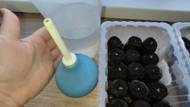 Эустома. От посева 16 дней - подкормка кальциевой селитрой смотреть онлайн