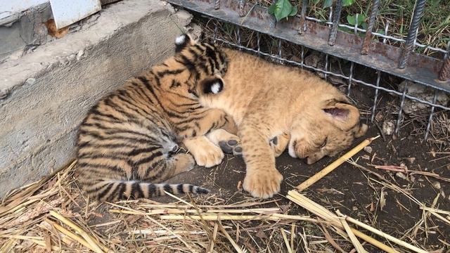 Крохи львенок и тигренок! Тайган! смотреть онлайн