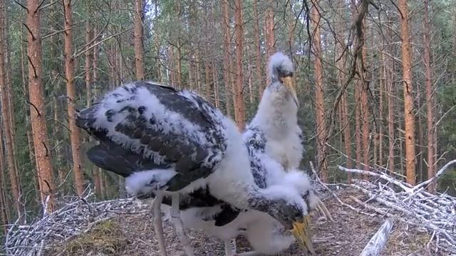 Черный аист . Аистята и аисты разговаривают.