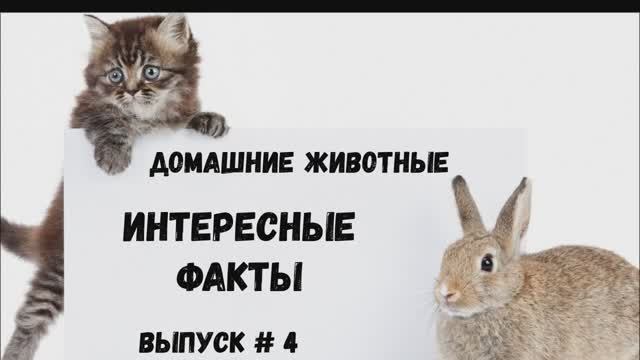 Интересные факты. Домашние животные. Выпуск 4 смотреть онлайн