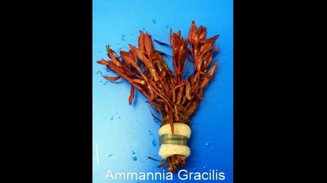 Plant Profiles: Ammannia Gracilis смотреть онлайн