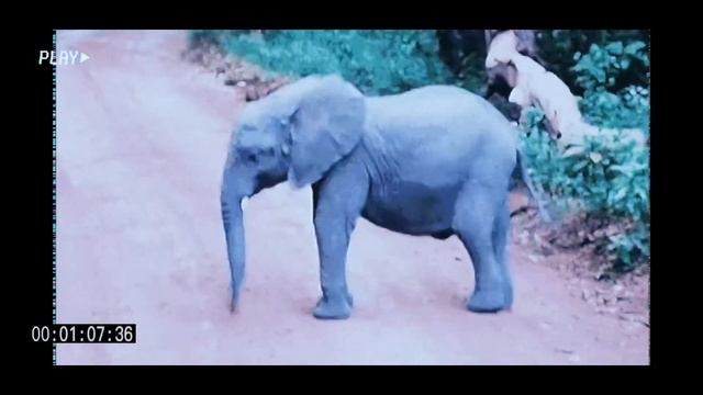 4 октября. Всемирный День Защиты Животных. смотреть онлайн