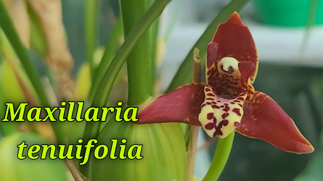 Maxillaria Tenuifolia первое домашнее цветение.