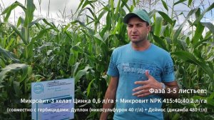 Подкормка кукурузы : эффективная схема от ООО «Элитные Агросистемы»