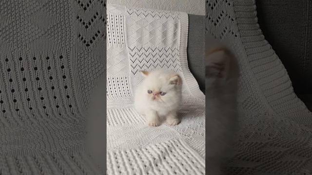 Оренбургский питомник гималайских экзотов и персов @exoticorenburg смотреть онлайн