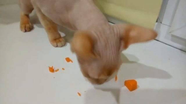 КОТ СФИНКС ЕСТ ТЫКВУ ))) смотреть онлайн