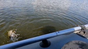 Беляевские карьеры, рыбалка с друзьями, ищем рыбу и находим её, окунь, щука, жерех, супер рыбалка.