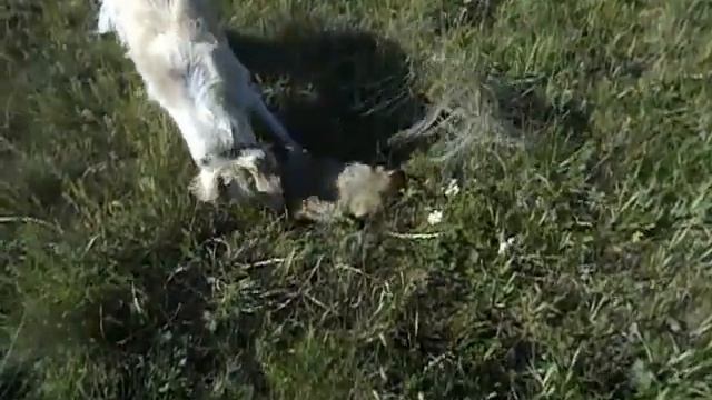 охота на сурка с борзой или тазы смотреть онлайн
