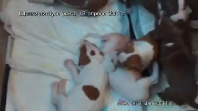 Щенки питбуля Пит Реал Pit Real kennel смотреть онлайн
