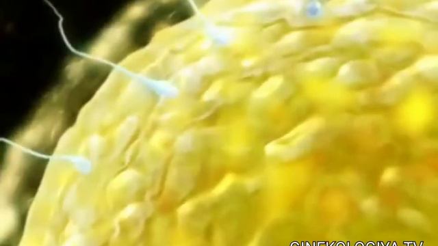 Угил жинсни хакикатда календарь килиш ва режалаштириш мумкинми? #ginekologia #хомила #homiladorlik смотреть онлайн