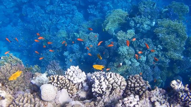 Египет Красное море Red Sea  Safaga  отель Coral Sun Beach