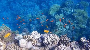 Египет Красное море Red Sea  Safaga  отель Coral Sun Beach