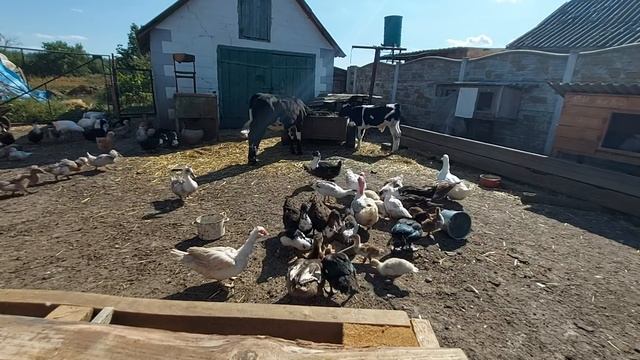 продал семью индоуток! какие у меня цены? вывод новых индоутят)) смотреть онлайн