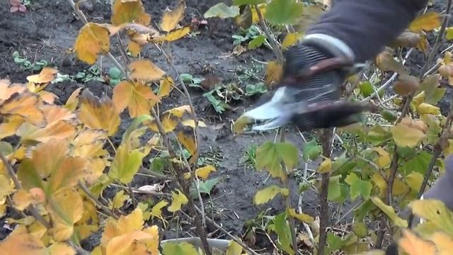 Правильная обрезка красной смородины - залог высокого урожая ! смотреть онлайн