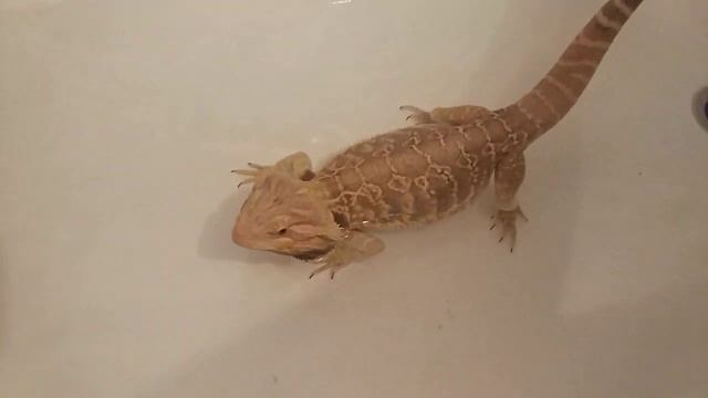 Грязные танцы бородатой агамы смотреть онлайн