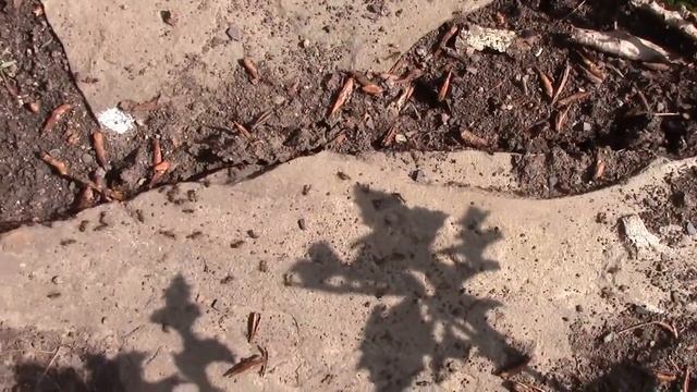 Муравейник (огромного дома) смотреть онлайн