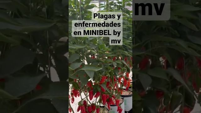 PLAGAS Y ENFERMEDADES sen MINIBEL #minibel #agriculture #agronomos #greenhouse #fertilizer смотреть онлайн