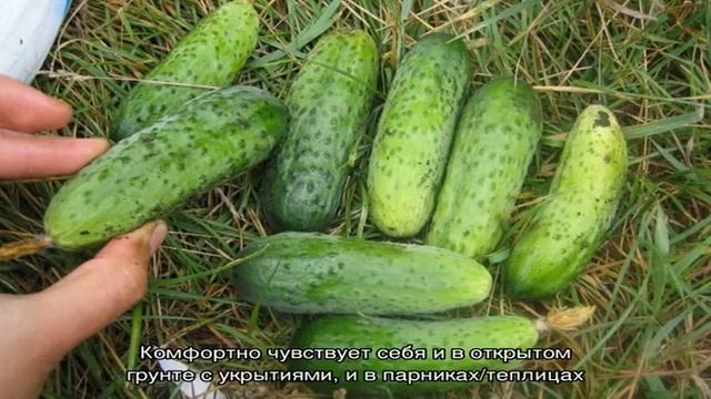 Выбираем самоопыляемые сорта огурцов для теплицы, устойчивые к болезням смотреть онлайн