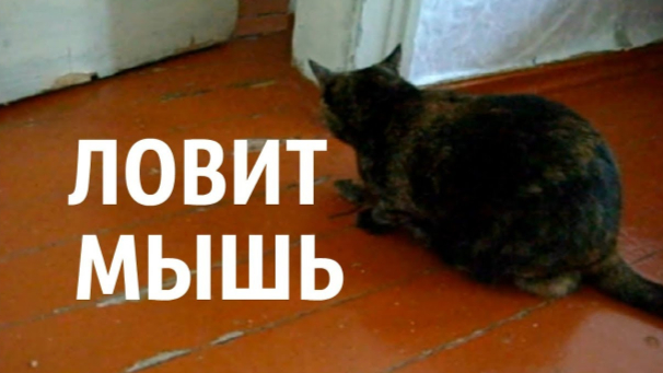 КОШКА ЛОВИТ МЫШЬ ?