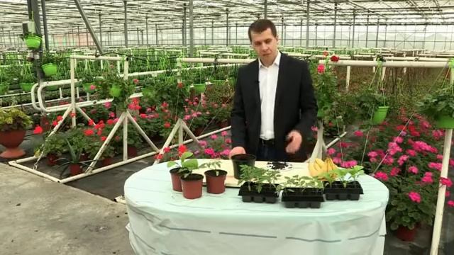 Про пользу кожуры от бананов для растений смотреть онлайн