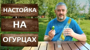 Огуречная настойка на самогоне. Рецепт дачной настойки с огурцами. Огуречная водка.