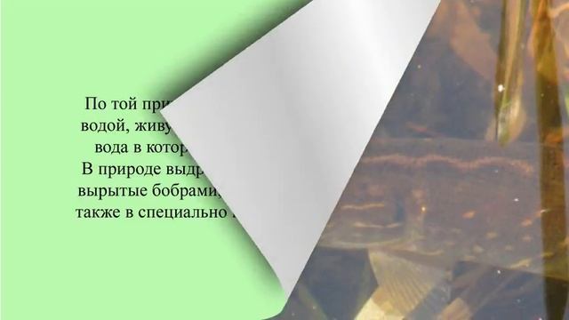 Парк Серебряный бор смотреть онлайн