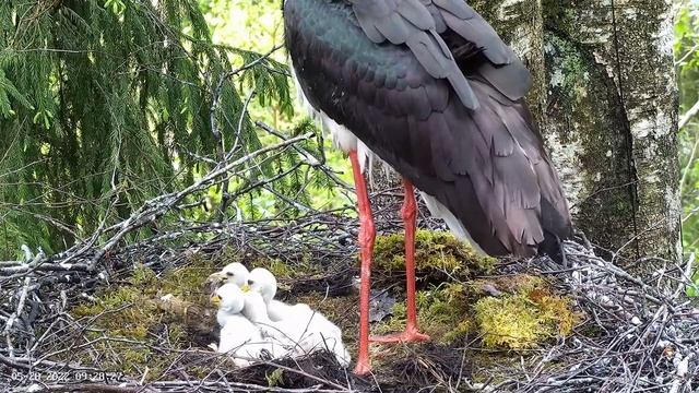 Must-toonekurg2 Ciconia nigra Black Stork - six chicks eating a bit from male смотреть онлайн