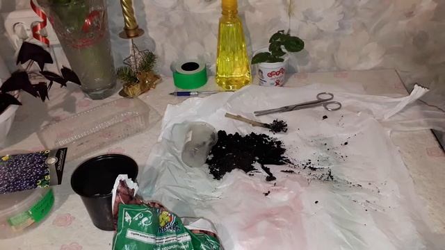 ГИБИСКУС. ПОСАДКА ЧЕРЕНКОВ ГИБИСКУСА, РАЗМНОЖЕНИЕ. смотреть онлайн