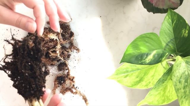 Calathea "White Tiger" Unboxing & Potting смотреть онлайн