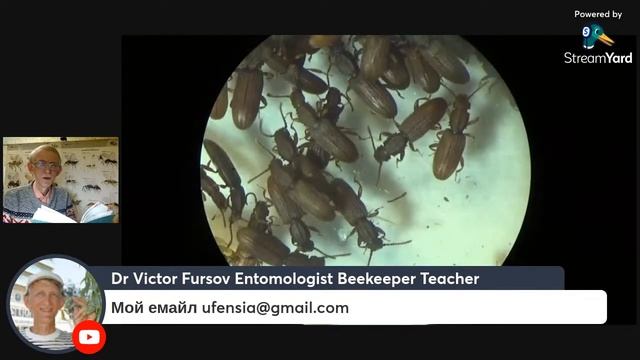 Вредные Жуки, Жучки на Кухне и в Доме: Стоит ли их Бояться и Чем Они Вредят и Как от Них Избавиться смотреть онлайн