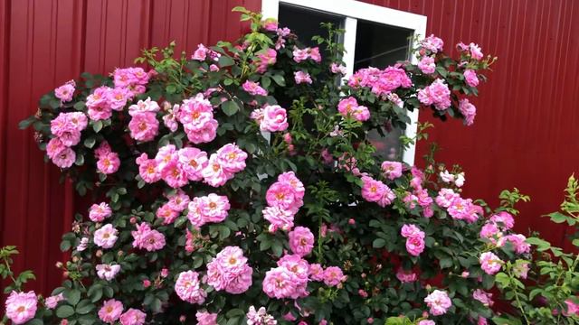 ‘Cape Diamond’ Shrub Rose