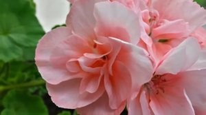 Самые красивые сорта плющелистной ампельной пеларгонии.