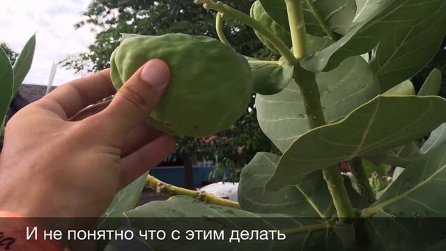 Свадебное Путешествие Куба смотреть онлайн