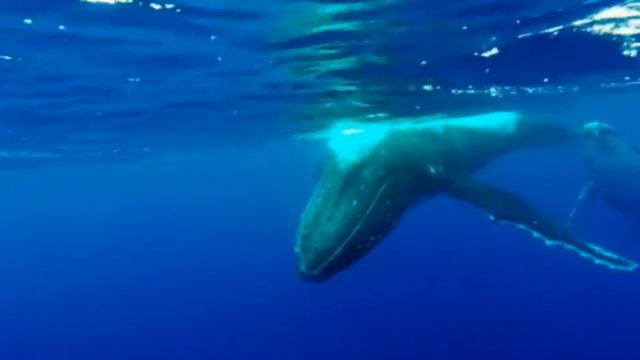 Киты в открытом море потрясающее зрелище смотреть онлайн