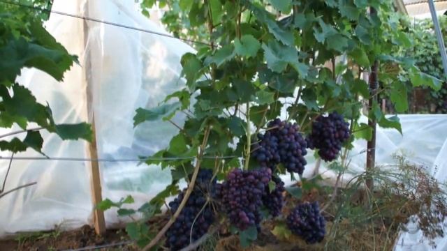 Виноград от Дмитрия Ляшкевича 2020года смотреть онлайн