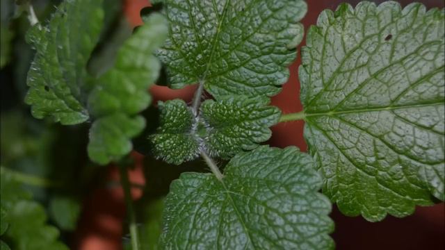 Melisa. Propiedades beneficios y usos Melisa Officinalis. Recolección Melisa. смотреть онлайн