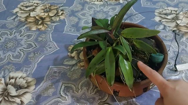 CATTLEYA SCHILLERIANA A HORA DE REGAR É O MAIS IMPORTANTE. Muitas dicas sobre essa orquídea. смотреть онлайн