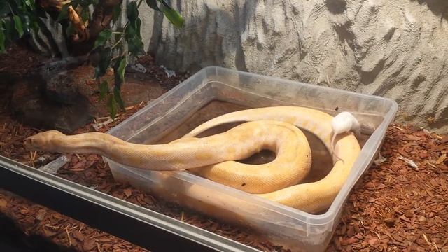 Питон и мышь. смотреть онлайн