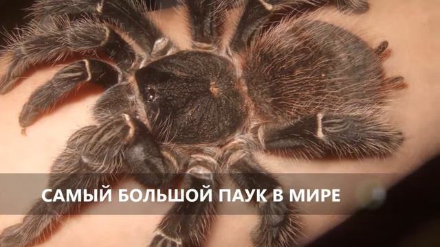 ВСЕ САМОЕ САМОЕ  В МИРЕ!