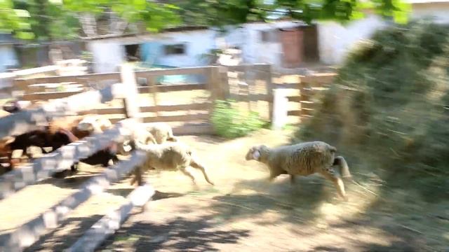 Кто как пасет овец смотреть онлайн