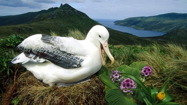 Странствующий альбатрос, интересные факты об альбатросе, альбатрос смотреть онлайн