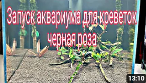 Запуск нового аквариума кубик для креветок неокардин. Часть 1 смотреть онлайн